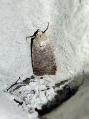 Caradrina clavipalpis