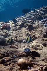 Zanclus cornutus