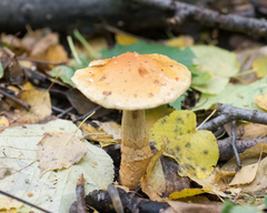 Cortinarius triumphans