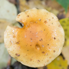 Cortinarius triumphans