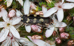 Castiarina decemmaculata