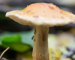Cortinarius triumphans