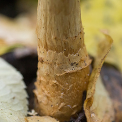 Cortinarius triumphans