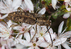 Pempsamacra dispersa