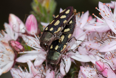 Castiarina parallela