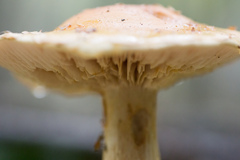 Cortinarius triumphans