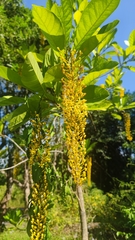 Lophanthera lactescens