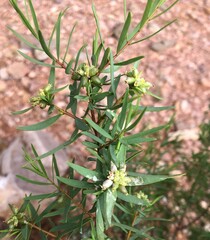 Pimelea microcephala