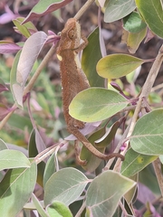 Bradypodion damaranum