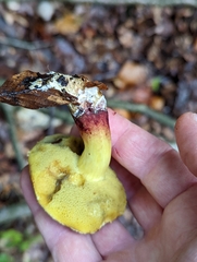 Xerocomellus chrysenteron