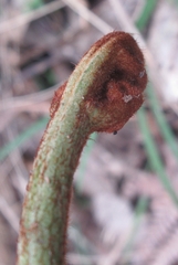 Pteridium esculentum
