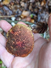 Xerocomellus chrysenteron