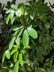 Heptapleurum arboricola