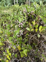 Smilax auriculata