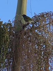 Sphecotheres vieilloti