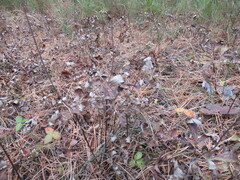 Anemonoides sylvestris