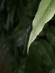 Onychargia