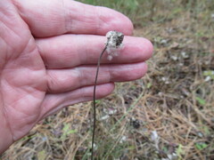 Anemonoides sylvestris