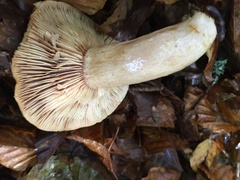 Lactarius pallidus