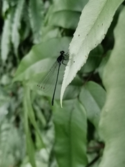 Onychargia