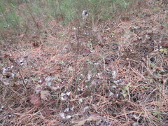 Anemonoides sylvestris