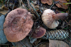 Lactarius mutabilis
