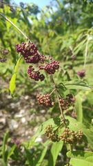 Callicarpa
