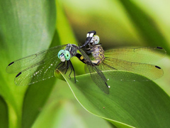 Micrathyria ocellata