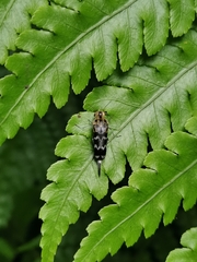 Glipa malaccana