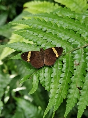 Celaenorrhinus vietnamicus