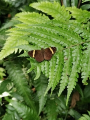 Celaenorrhinus vietnamicus