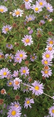 Symphyotrichum novi-belgii