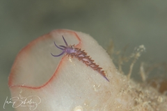 Flabellina