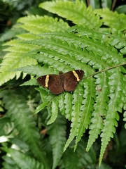 Celaenorrhinus vietnamicus