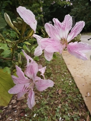 Bauhinia purpurea
