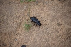 Nicrophorus germanicus