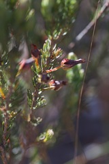 Erica plukenetii