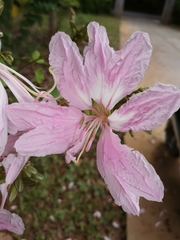 Bauhinia purpurea