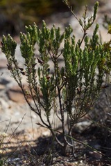 Erica plukenetii