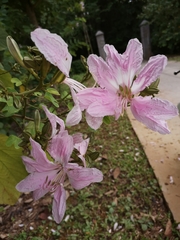 Bauhinia purpurea