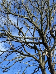 Zanda funerea funerea