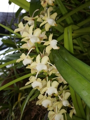 Aerides odorata