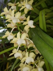Aerides odorata