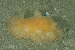 Sclerodoris