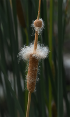 Typha domingensis
