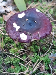 Russula turci