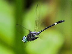 Micrathyria ocellata