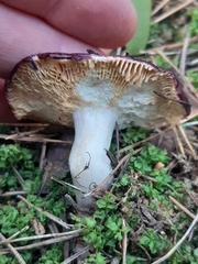 Russula turci
