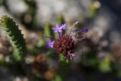 Rhigiophyllum squarrosum