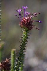 Rhigiophyllum squarrosum